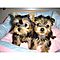 Little-sweet-t-cup-yorkie-puppies-available-now-for-free