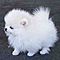 Teacup-pomeranian-puppies-available-now-for-adoption