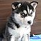 Beautiful-registered-siberian-husky-puppies-available-for-adoption