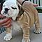 Pure-bred-akc-english-bulldog-puppies-for-rehoming