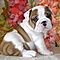Angelic-akc-english-bully-pups-for-adoption