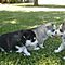 Sweet-siberian-husky-puppies-for-adoption