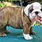 Excellent-akc-english-bulldog-puppies-for-adoption